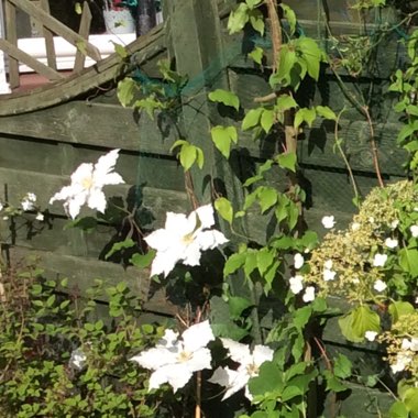 Clematis Montana 'Elizabeth'