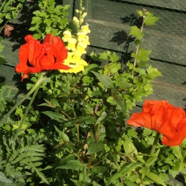 Oriental Poppy 'Allegro'