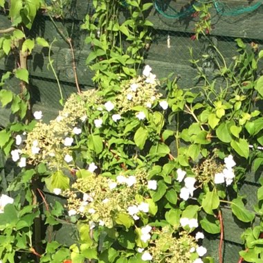 Climbing Hydrangea