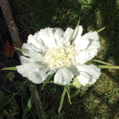 Pincushion 'Perfecta Alba'