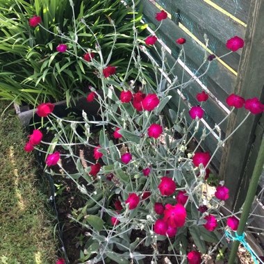 Rose Campion 'Gardeners World'