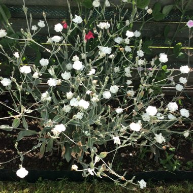 Rose Campion 'Alba'