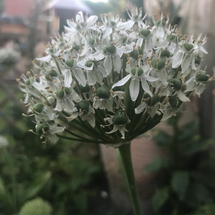 Plant image Allium 'Mont Blanc'