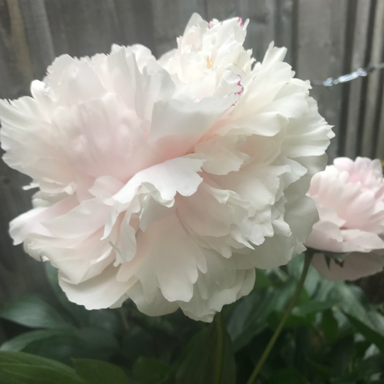 Plant image Paeonia lactiflora 'Lady Orchid'