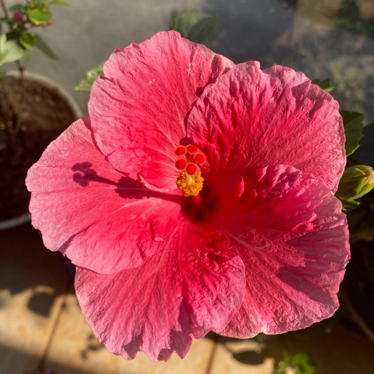 Plant image Hibiscus rosa-sinensis 'Celia'