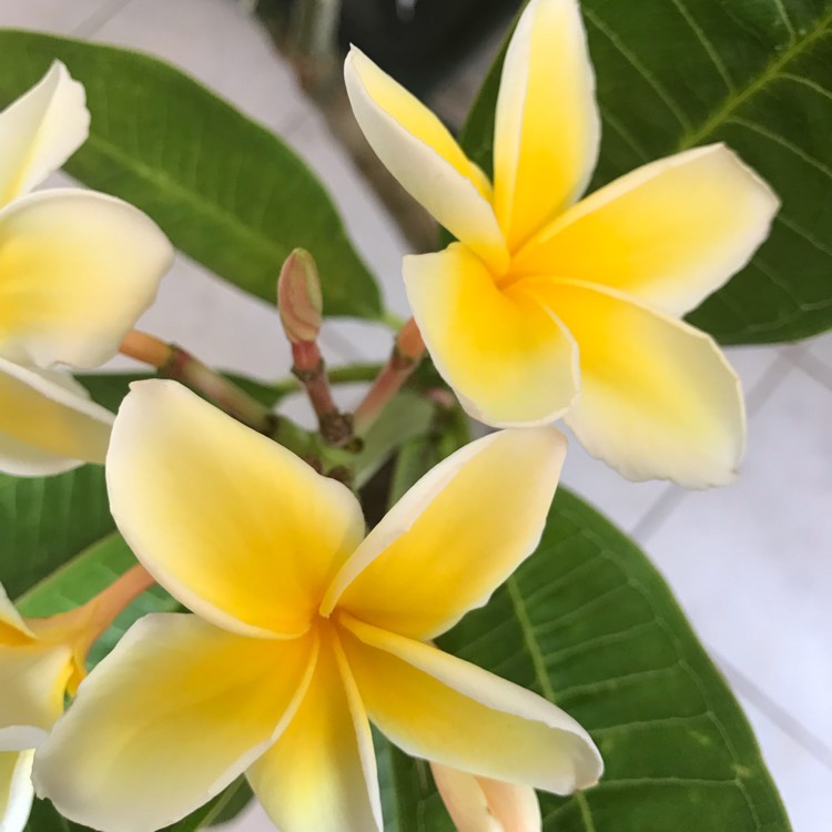 Plant image Plumeria Rubra 'Darwin Yellow'