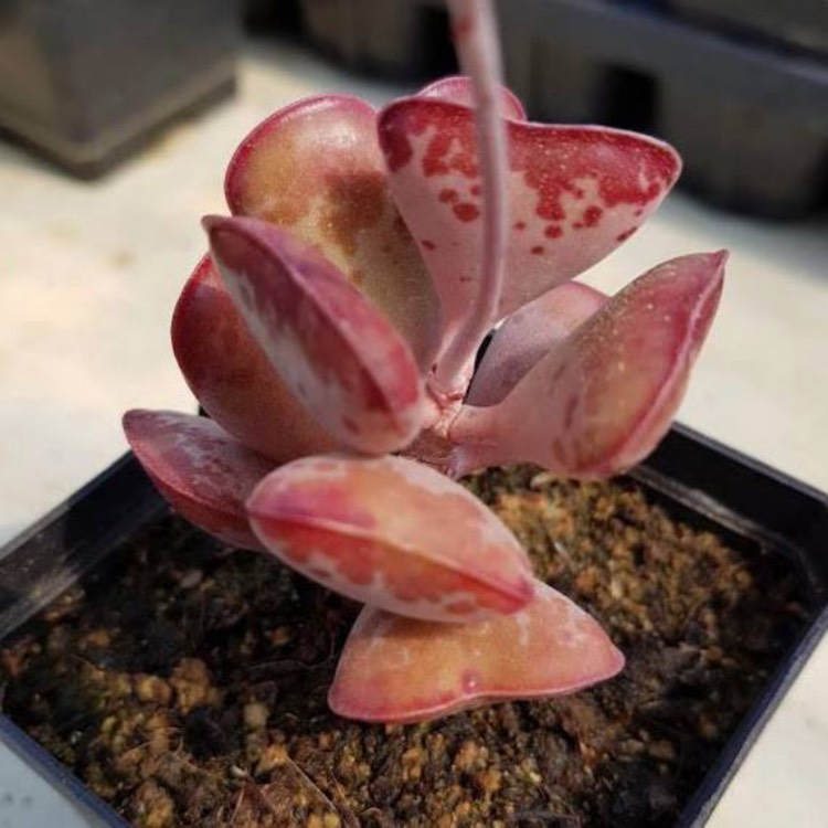 Plant image Adromischus maculatus syn. Cotyledon rupicola ; Cotyledon maculatus