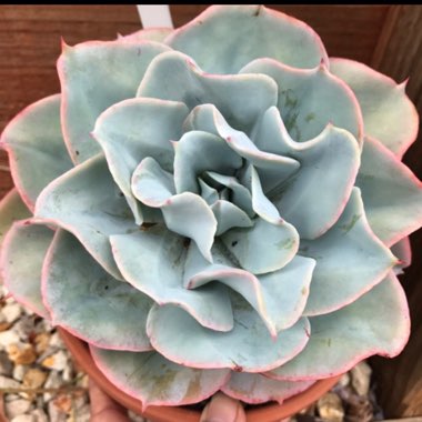 Echeveria Cloudburst