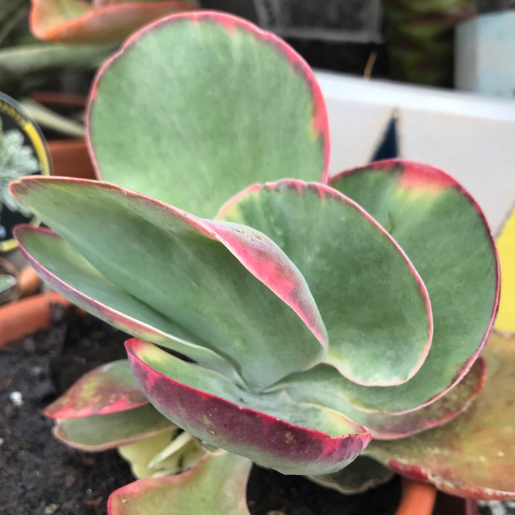 Plant image Kalanchoe Thyrsiflora Variegated