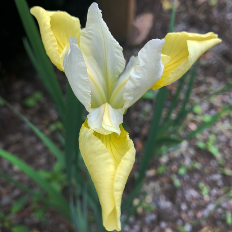 Plant image Iris sibirica 'Butter and Sugar'