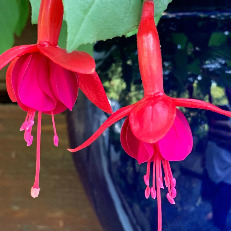 Plant image Fuchsia 'Marinka'