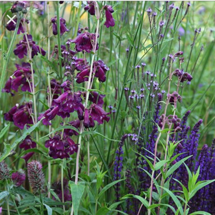 Plant image Penstemon 'Raven'