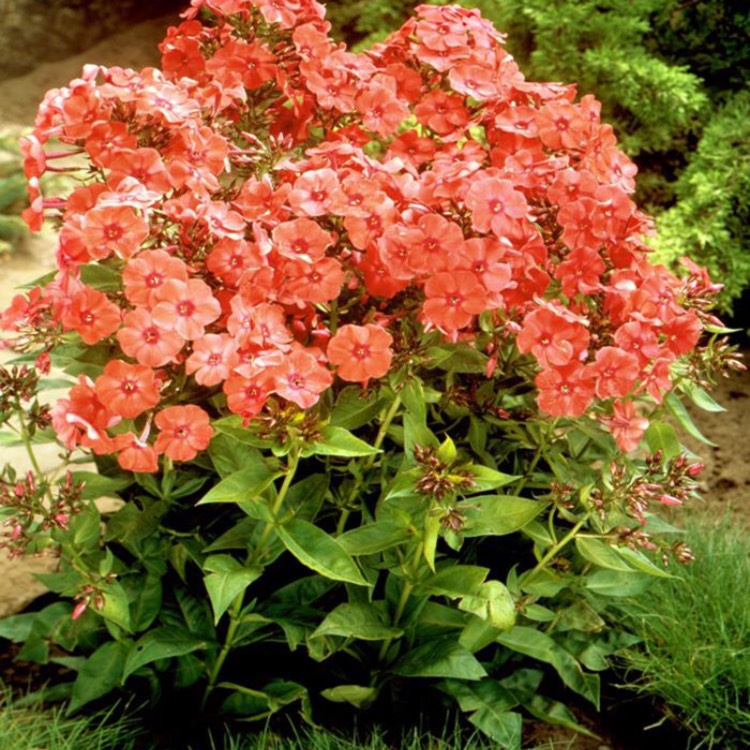 Plant image Phlox paniculata 'Orange Perfection'