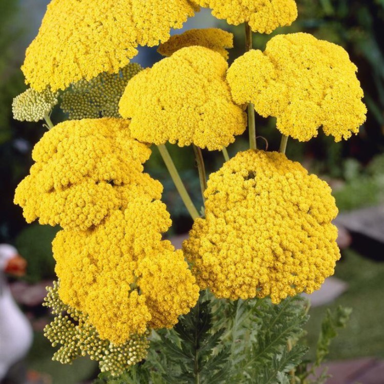 Plant image Achillea filipendulina 'Cloth of Gold'