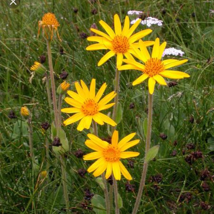 Plant image Arnica