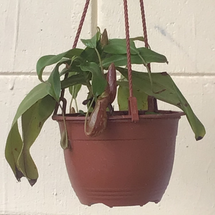 Plant image Nepenthes ventricosa x ampullaria 'Lady Luck'