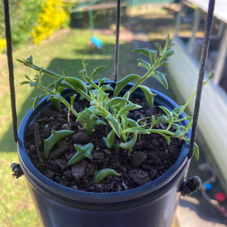 Plant image Senecio Peregrinus