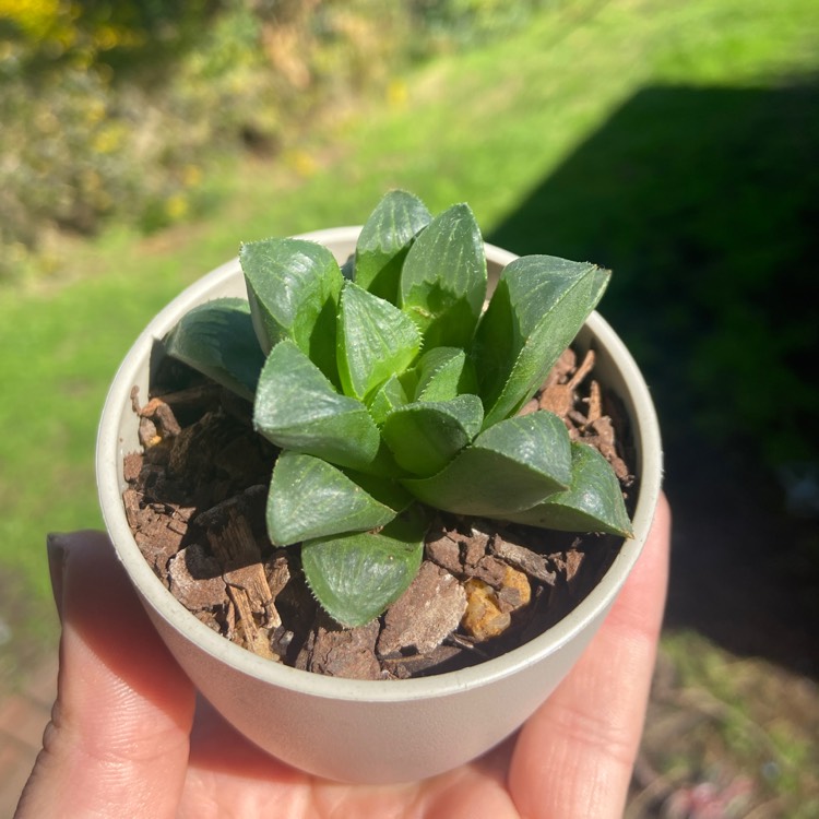 Plant image Haworthia mutica syn. Haworthia retusa var. mutica