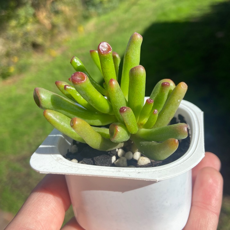 Plant image Crassula Ovata 'Gollum'