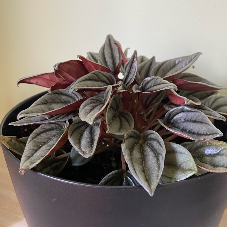 Plant image Peperomia Mendoza