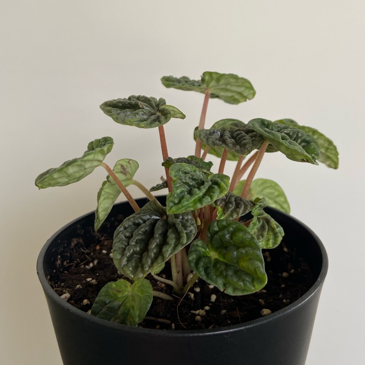 Plant image Peperomia caperata 'Emerald Ripple'