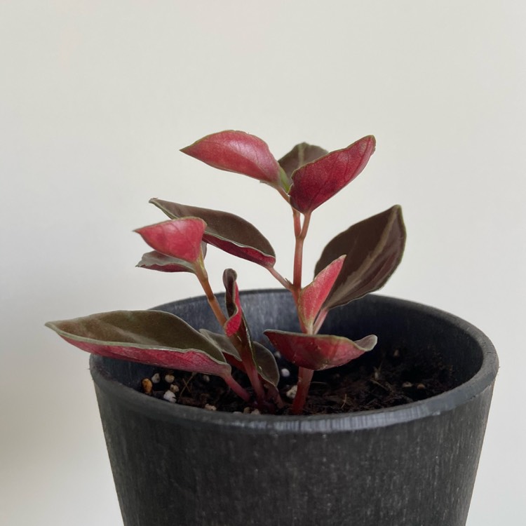 Plant image Peperomia Metallica V. Columbiana