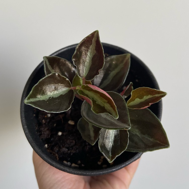 Plant image Peperomia Metallica V. Columbiana