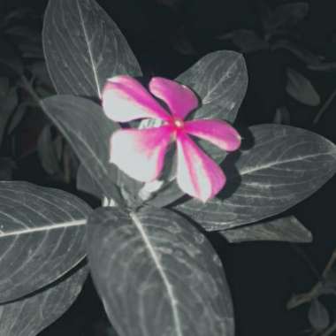 Madagascar Periwinkle