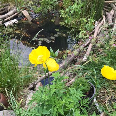 Meconopsis cambrica