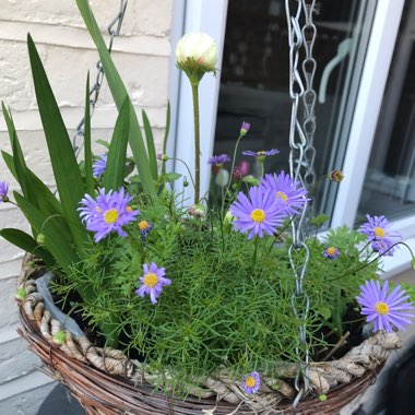 Brachyscome iberidifolia