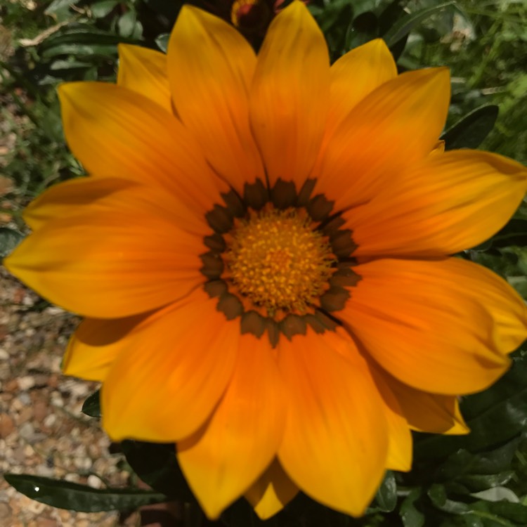 Plant image Gazania 'Daybreak Bright Orange'