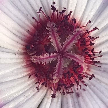 Livingstone Daisy