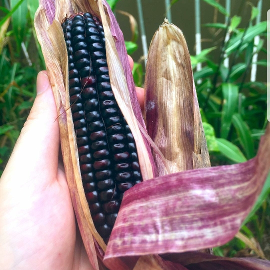 Plant image Zea mays indurata