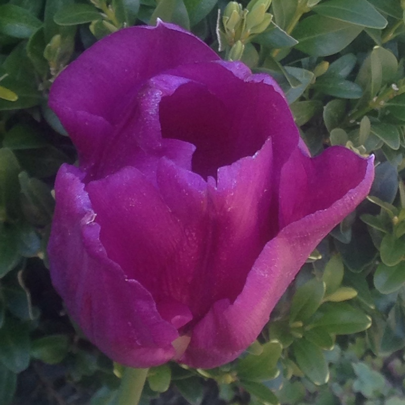 Plant image Tulipa 'Negrita'