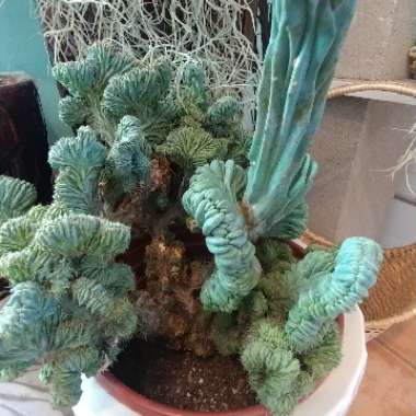 Myrtillocactus geometrizans cristata