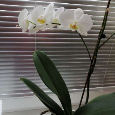 Moth Orchid