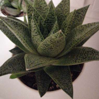 Gasteria aristata