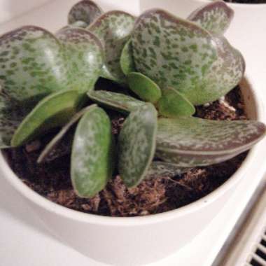 Adromischus 'Plover Eggs Plant'