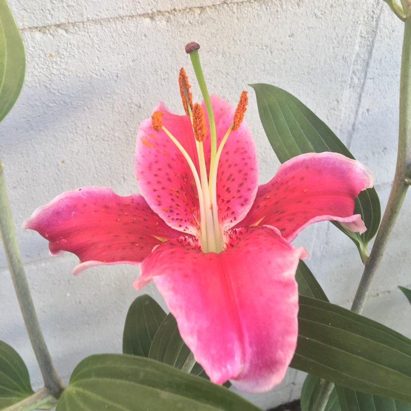 Lily 'Entertainer' (Oriental)