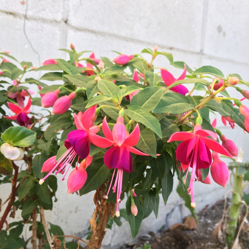 Fuchsia 'Eva Boerg'