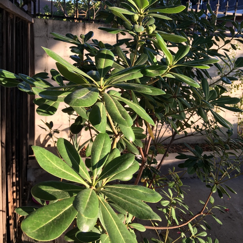 Rhododendron