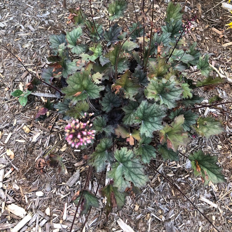 Plant image Physocarpus opulifolius 'Minall2' syn. Physocarpus opulifolius 'All Black'