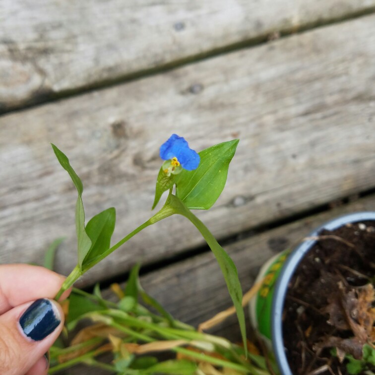 Plant image Commelina Tuberosa syn. Commelina coelestis