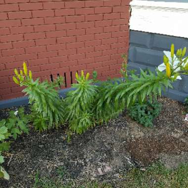 Lily (Asiatic)