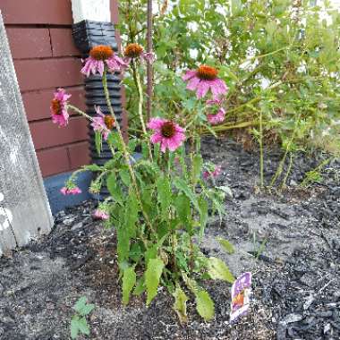 Coneflower (Echinacea)