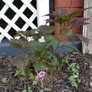 Rose Mallow