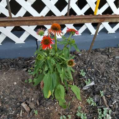 Coneflower (Echinacea)