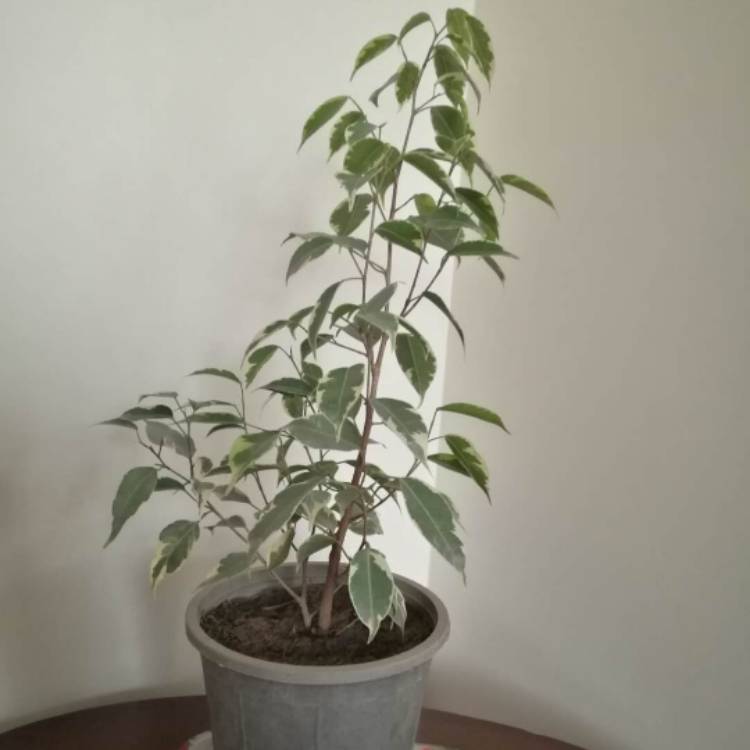 Plant image Ficus benjamina 'Starlight'