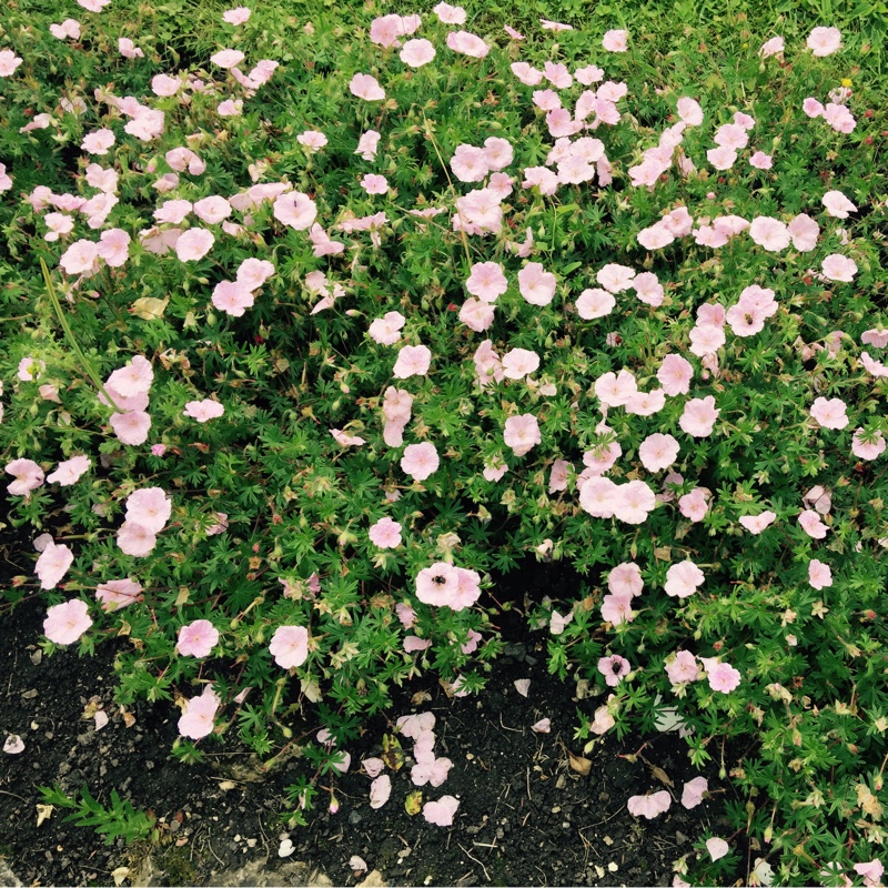 Plant image Geranium sanguineum var. striatum syn. Geranium lancastriense