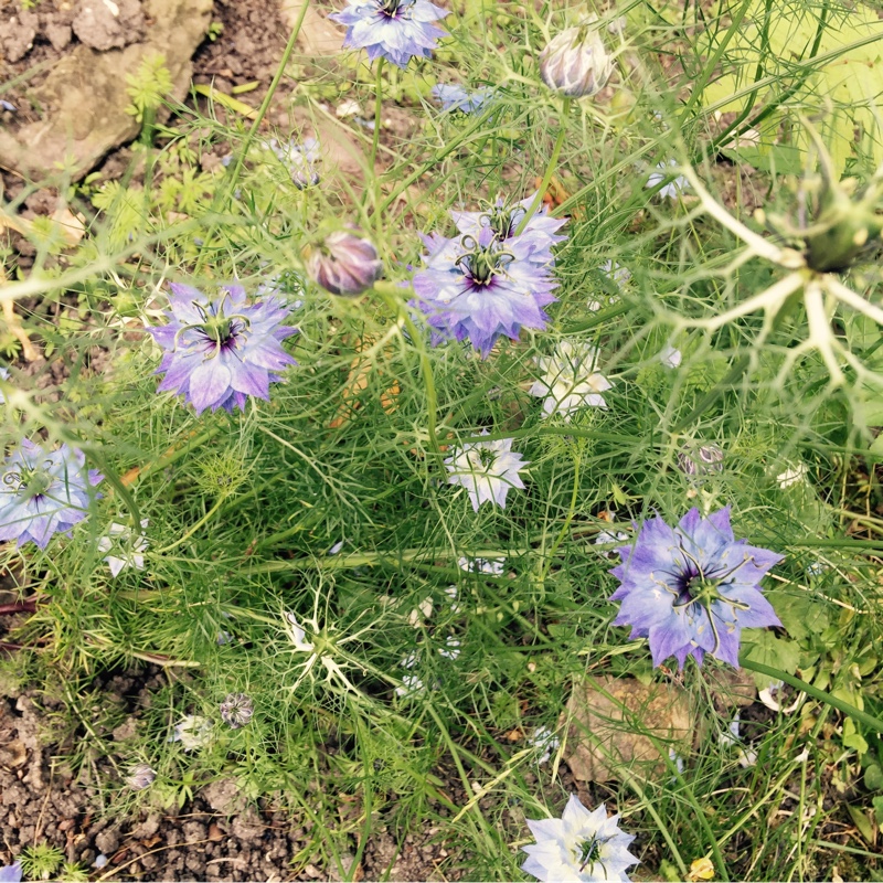 Love-in-a-mist